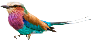 bird_06